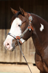 Portrait of amazing paint horse