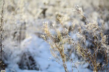 White snow on a bare tree branches on a frosty winter day, close up. Natural background. Selective botanical background.