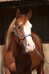 Portrait of amazing paint horse