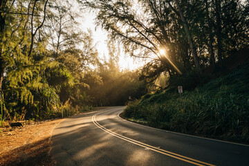 road through a forest, Kauai, Hawaii, United States of America