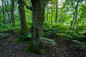 An england green forest in summer