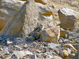 Barbary ground squirrel (Atlantoxerus getulus) on the Spanish island Fuerteventura one of the Canary islands in the Atlantic Ocean belonging to Spain.