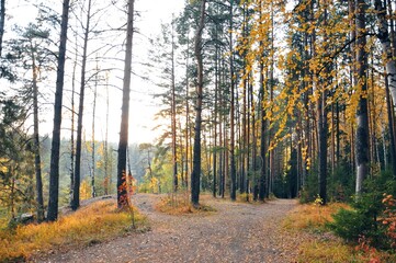 autumn in the forest