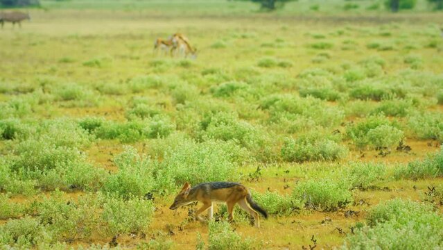 Slow Motion Shot of Jackal scavenging for a kill, running around searching for oppurtunity, hopeful African Wildlife in Maasai Mara National Reserve, Kenya, Africa Safari Animals in ecosystem. 