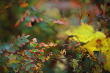 Beautiful autumn landscape with yellow trees and sun. Colorful foliage in the park. Falling leaves natural background
