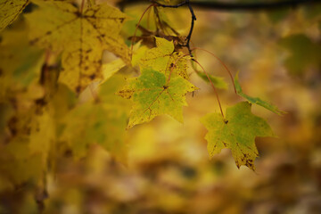 Beautiful autumn landscape with yellow trees and sun. Colorful foliage in the park. Falling leaves natural background