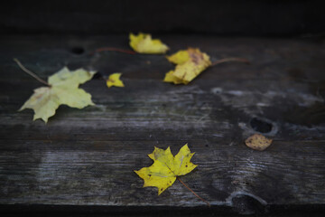 Beautiful autumn landscape with yellow trees and sun. Colorful foliage in the park. Falling leaves natural background