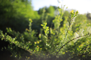 Lively closeup of spring leaves with vibrant backlight from the setting sun