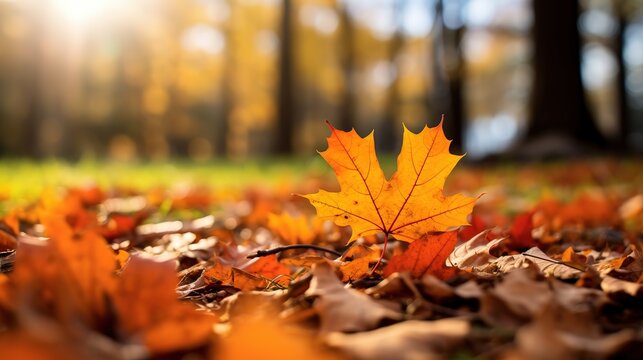 mantle of orange fallen leaves with sunset background in autumn season.