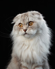 Regal Scottish Fold cat, poised and plush, against a stark black backdrop. Pet plays in studio 