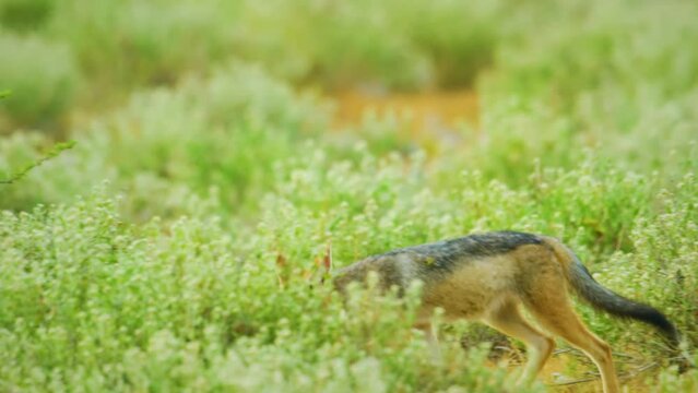 Slow Motion Shot of Jackal scavenging for a kill, running around searching for oppurtunity, hopeful African Wildlife in Maasai Mara National Reserve, Kenya, Africa Safari Animals in ecosystem. 