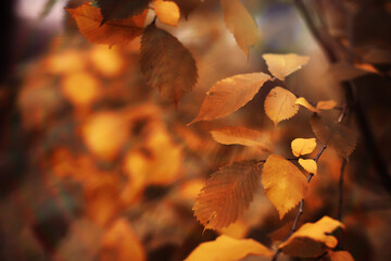 Beautiful Nature Autumn landscape. Scenery view on autumn city park with golden yellow foliage in Sunny day. Walking path in the city Park strewn with autumn fallen leaves.
