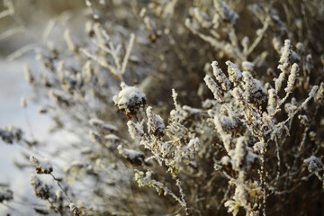 White snow on a bare tree branches on a frosty winter day, close up. Natural background. Selective botanical background.