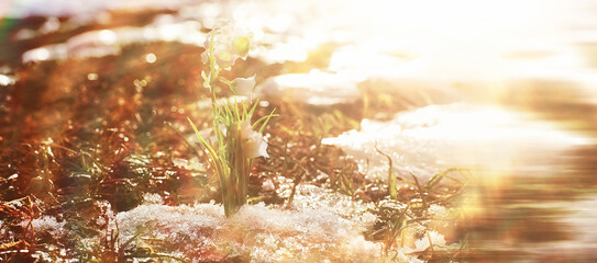 The first spring flowers. Snowdrops in the forest grow out of the snow. White lily of the valley...