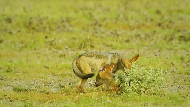 Three black-backed jackal (Lupulella mesomelas), also called the silver-backed jackal fighting with each other for food, Botswana. 