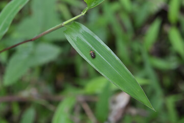Overhead dorsal view a tiny spiny beetle is on top of a grass leaf in a lawn area