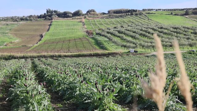 Sciacca, Sicily, Italy Artichokes growing in a field. 