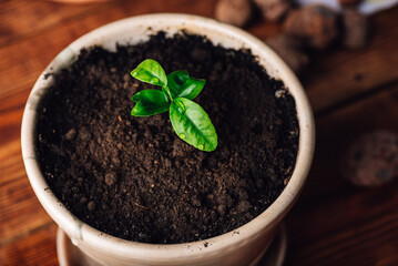 Young Tangerine Plant in a Ceramic Pot