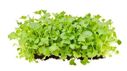 Obraz premium Lush green watercress bed with soil, perfect for health food content and agricultural marketing.