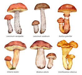 Watercolor set of mushrooms: Leccinum versipelle, Leccinum scabrum, Suillus grevillei, Imleria badia, Boletus edulis, Cantharellus cibarius. Hand drawn mushroom illustration on white background.