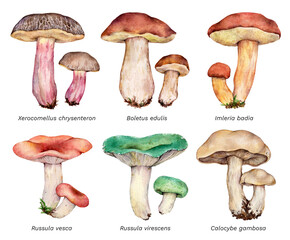 Watercolor set of mushrooms: Xerocomellus chrysenteron, Imleria badia, Boletus edulis, Russula vesca, Russula virescens, Calocybe gambosa. Hand drawn mushroom illustration isolated on white background