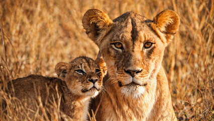 Obraz premium Wildlife Elegance: A Captivating Portrait of Lioness and Cub (Panthera leo) in their Natural Habitat. This Powerful Image is Ideal for Conservation Campaigns, Educational Materials, and Wildlife Photo