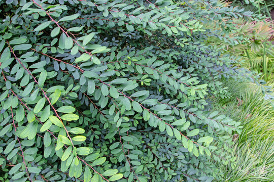Tipsy wood or phyllanthus cochinchinensis or vietnam leaf-flower plant branches