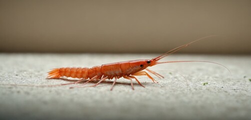  a close up of a red shrimp on a white surface with green sprouts on the bottom of it's head and long, long, thin legs.