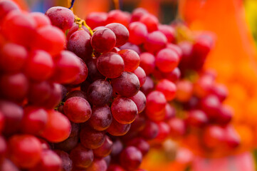 Bunches of red grapes on the vine.
