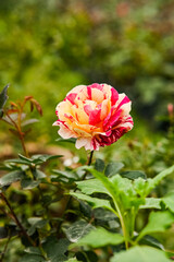 Claude Monet's Rose in the Garden