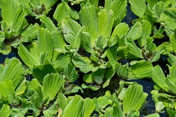 Close up of water cabbage plant floating on river water surface