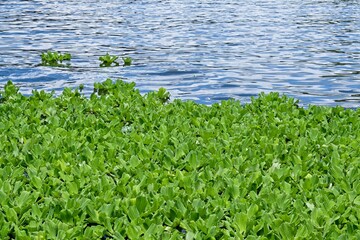 Water cabbage on river with copy space