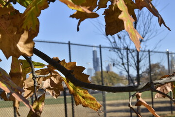 Trees, leaves and buildings from the park.