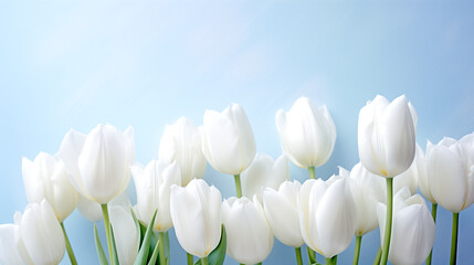 Field of White Tulips on a Sunny Day - Classic Beauty - White Flowers