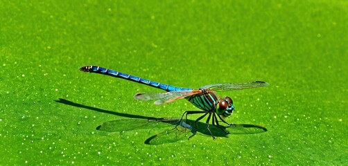  a blue and red dragonfly sitting on top of a green grass covered field with drops of water on it's wings and back legs, with its wings spread wide open.