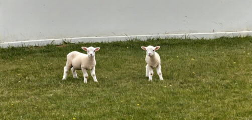  a couple of sheep standing on top of a lush green grass covered field on top of a field of green grass with a white wall in the back ground behind them.