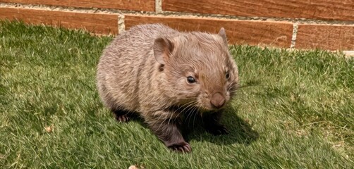  a close up of a small animal on a field of grass near a brick wall with grass growing on the ground and grass growing on the side of the wall.