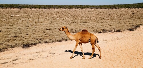 a camel is standing in the middle of a dirt road in the middle of a desert with grass and bushes in the background and a fence in the foreground.