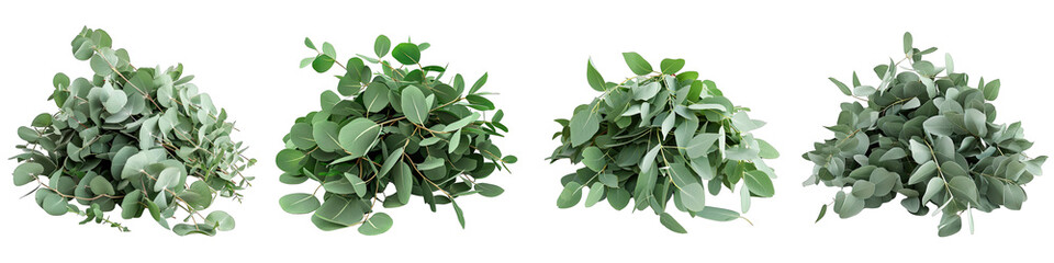 Eucalyptus  Herbs Pile Of Heap Of Piled Up Together Hyperrealistic Highly Detailed Isolated On Transparent Background Png File - obrazy, fototapety, plakaty