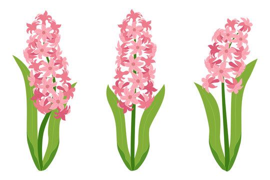 Hyacinth flowers. Set pink hyacinth flowers. isolated on a white background. Vector illustration