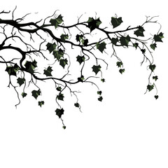 tree, nature, vector, illustration, silhouette, branch, leaf, design, plant, floral, black, flower, art, drawing, decoration, pattern, spring, bird, element, season, frame, forest, leaves, old, trunk,