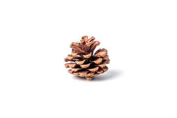 Pine tree cone isolated on white background.