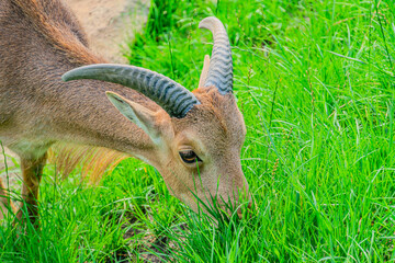 Barbary sheep, also known as aoudad is a species of caprine native to rocky mountains in North Africa. Six subspecies have been described. Although it is rare in its native North Africa.
