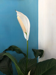 A Spathiphyllum wallisii, or peace lily, stands tall indoors in a vase where a blue and a white...