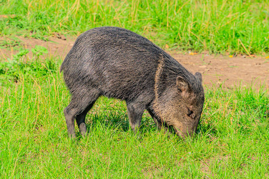 Closeup of Collared Peccary Pecari tajacu on grass and seen in profile
