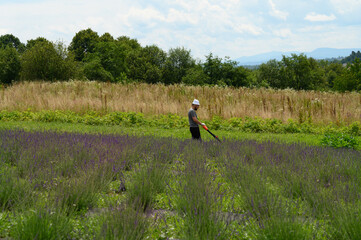 Caring for a lavender field, a man mows the grass with an electric lawnmower.