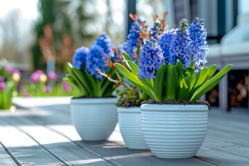 spring flowers hyacinth in white pots stand on the porch of the house