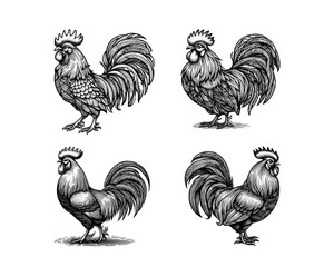 set of roosters illustration. hand drawn rooster black and white vector illustration. isolated white background © Nurjen