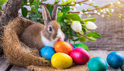 easter bunny and eggs