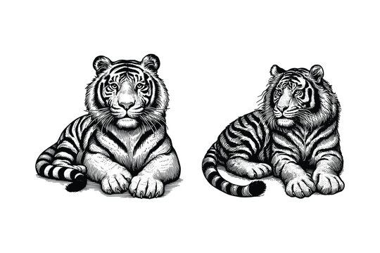 set of tiger illustration. hand drawn tiger black and white vector illustration. isolated white background